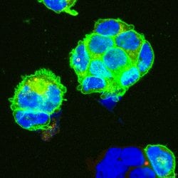GFP, Mouse anti-All, Clone: 2B6, Millipore Sigma:Antibodies:Primary Antibodies